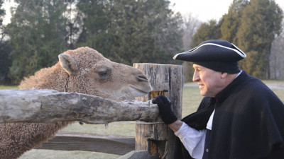 Camel Talks