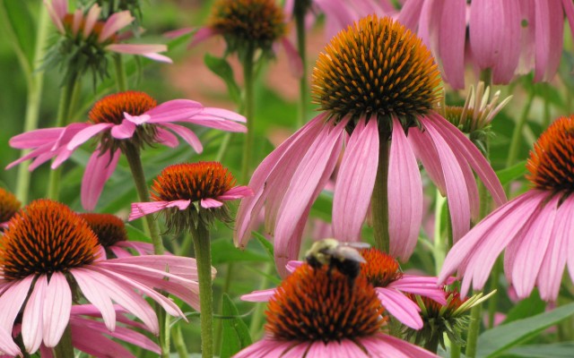 Mount Vernon Historic Plant and Garden Sale