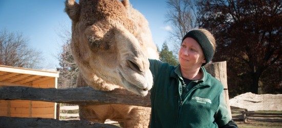 Aladdin The Christmas Camel