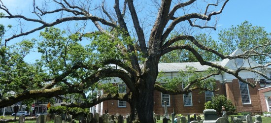 The 600-Year-Old 'George Washington Oak Tree'