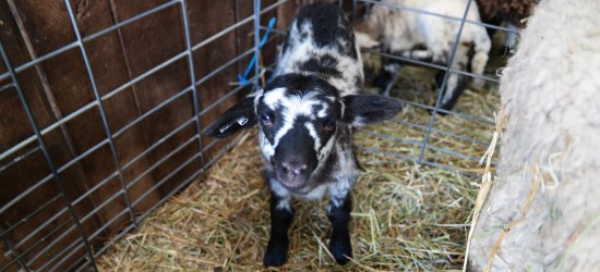 Mount Vernon Welcomes Baby Lambs