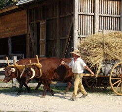 George Washington and Agriculture