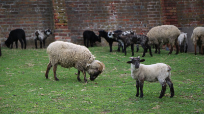 The Animals of Mount Vernon