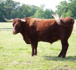 The Very Versatile Ruby Red