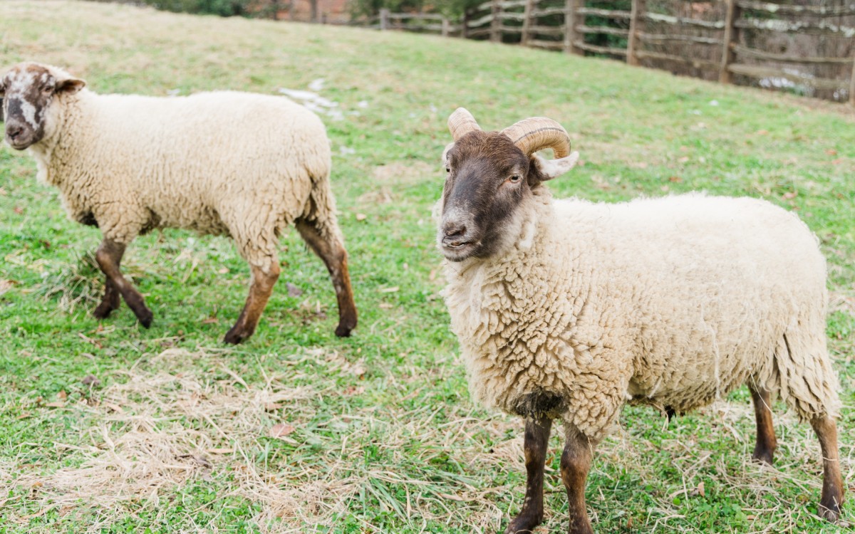 Why Sheep? ‎– Sampling Concerto Why Sheep? ‎– Sampling Concerto Show String 17% Lamb Grow