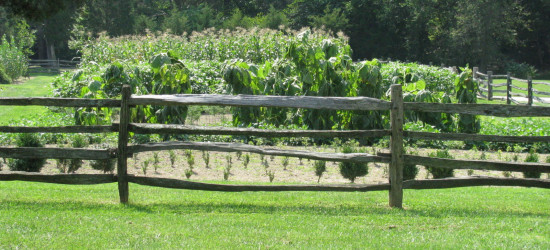 Why Make Wine in Virginia?