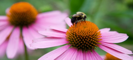 George Washington: Bee Keeper