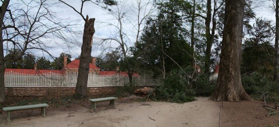 Wind Tears Down George Washington's Tree