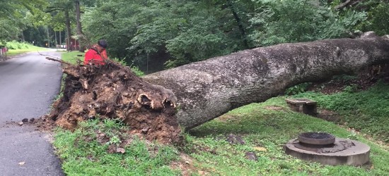 18th-Century White Oak Tree Felled by Rains