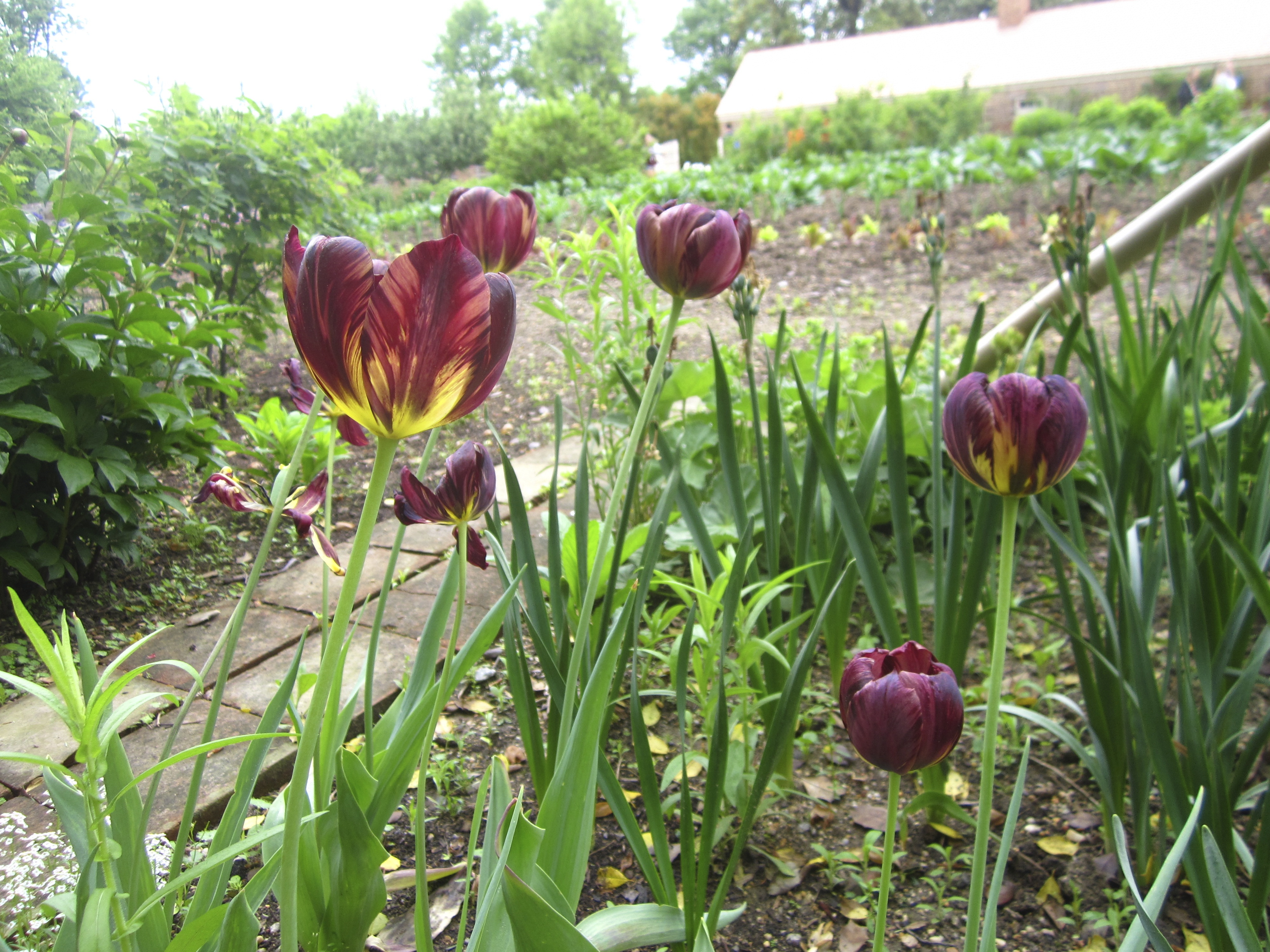 Absalon Tulip · Washington's Mount Vernon