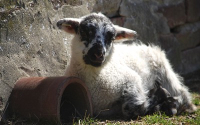 Ovejas de raza protegida y otros animales