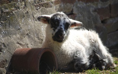 Moutons et autres animaux de race patrimoniale