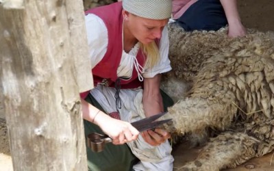 Sheep Shearing, 18th Century Style