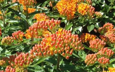 Asclepias tuberosa