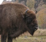 Buffalo