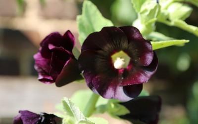 Black Hollyhock