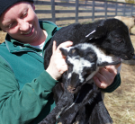 Restocking Mount Vernon’s Barnyard With Rare Breeds
