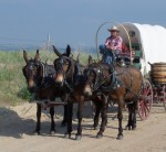 The "Maharajah of Mules": An Interview with Rinker Buck