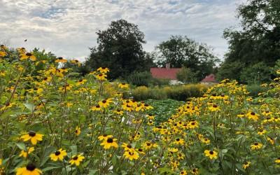 Rudbeckia triloba