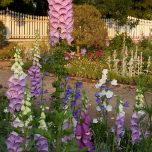 Flowers of Mount Vernon