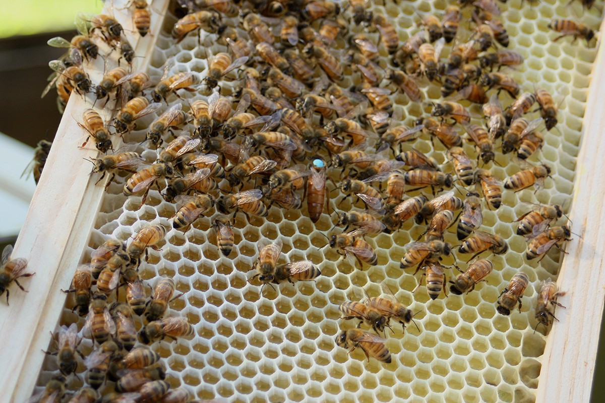 George Washington: Bee Keeper · George Washington's Mount Vernon