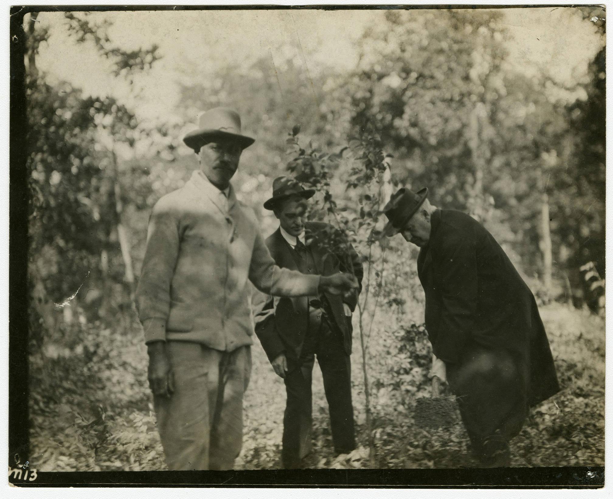 Thomas Edison plants an elm tree in the edge of the woods near the tomb during his visit to Mount Vernon on September 19, 1916. Assisting Edison are Tom Quander (foreground) and an unidentified male. (MVLA)