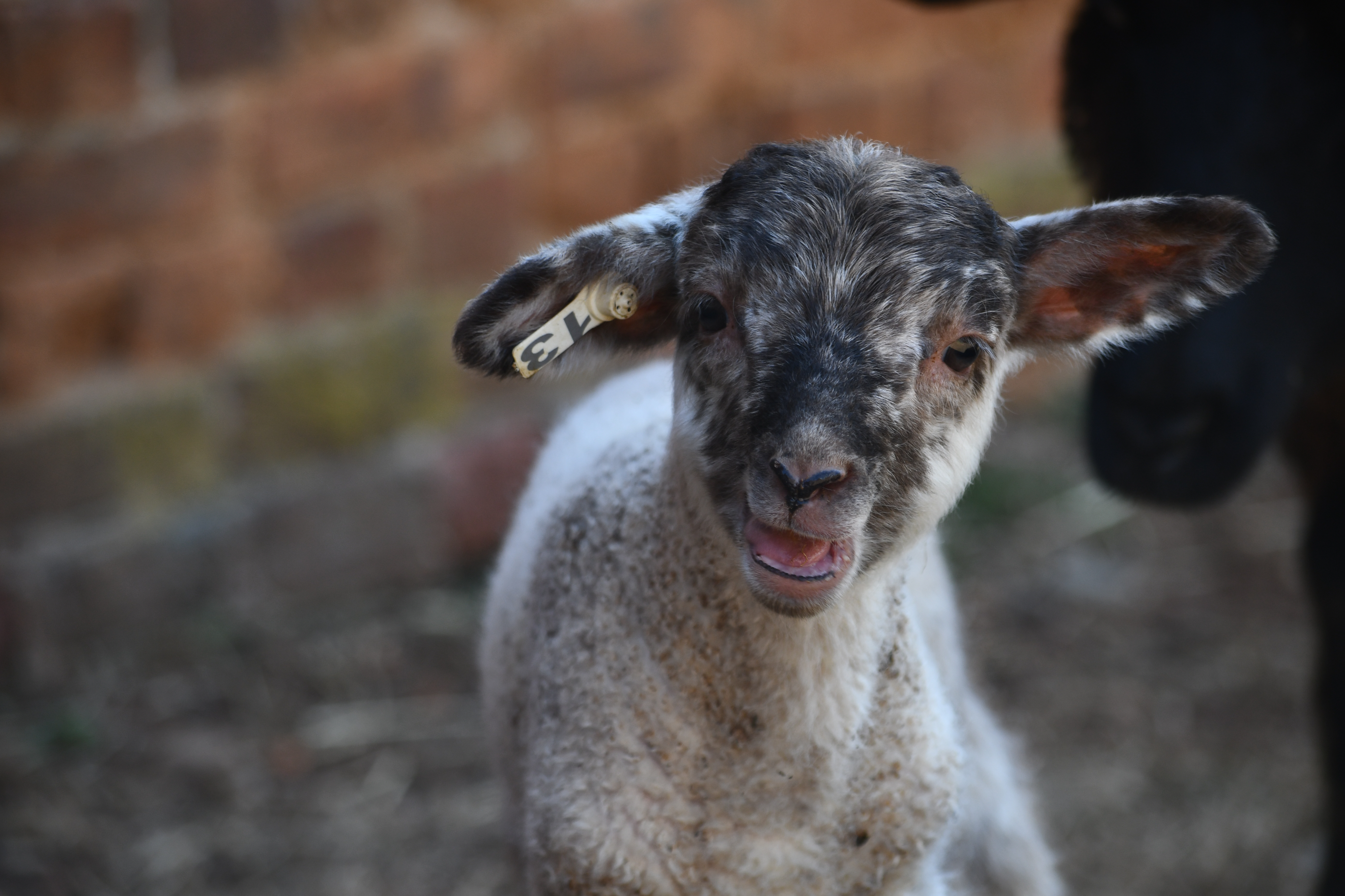 Lambs at Mount Vernon