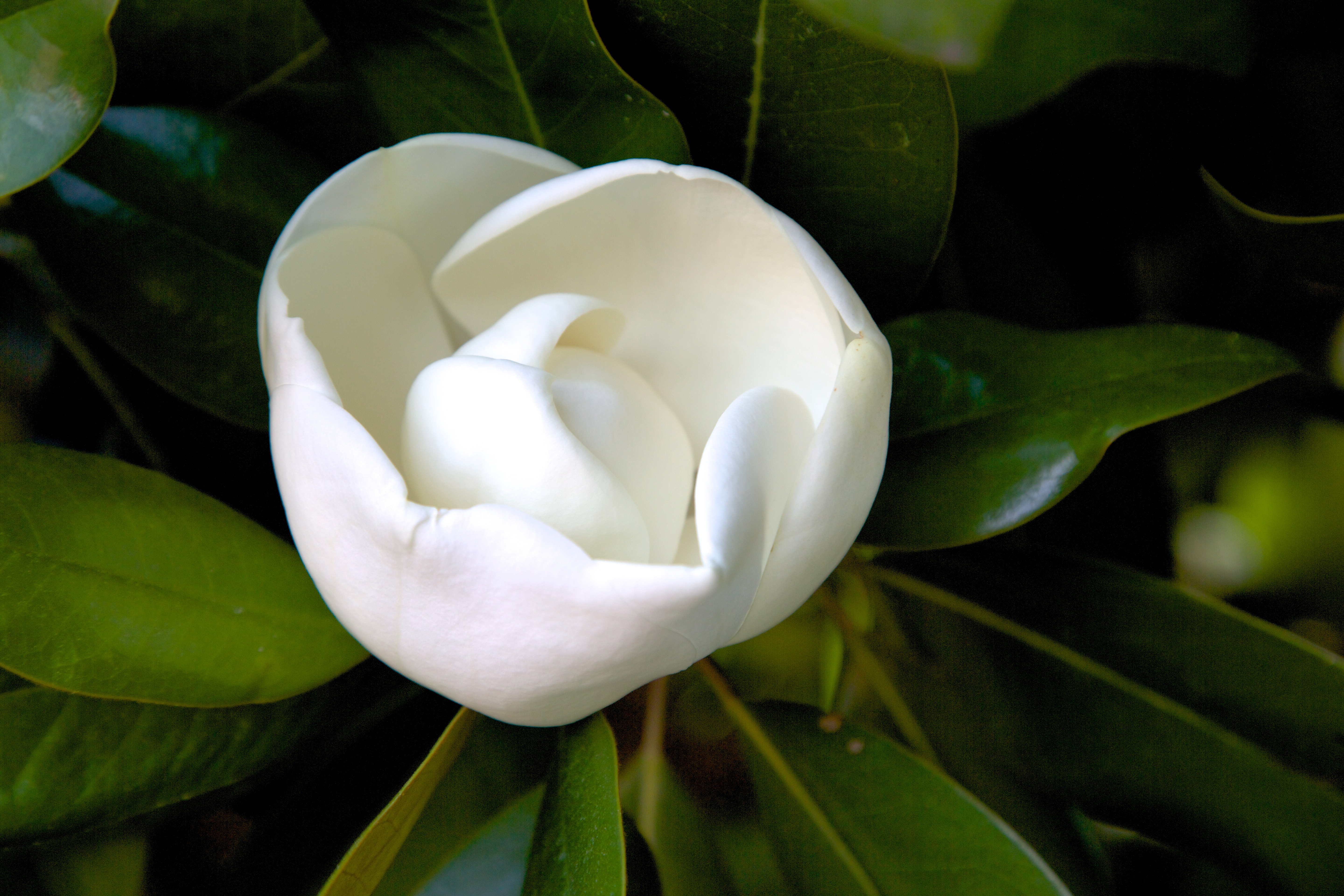 north lane southern magnolia