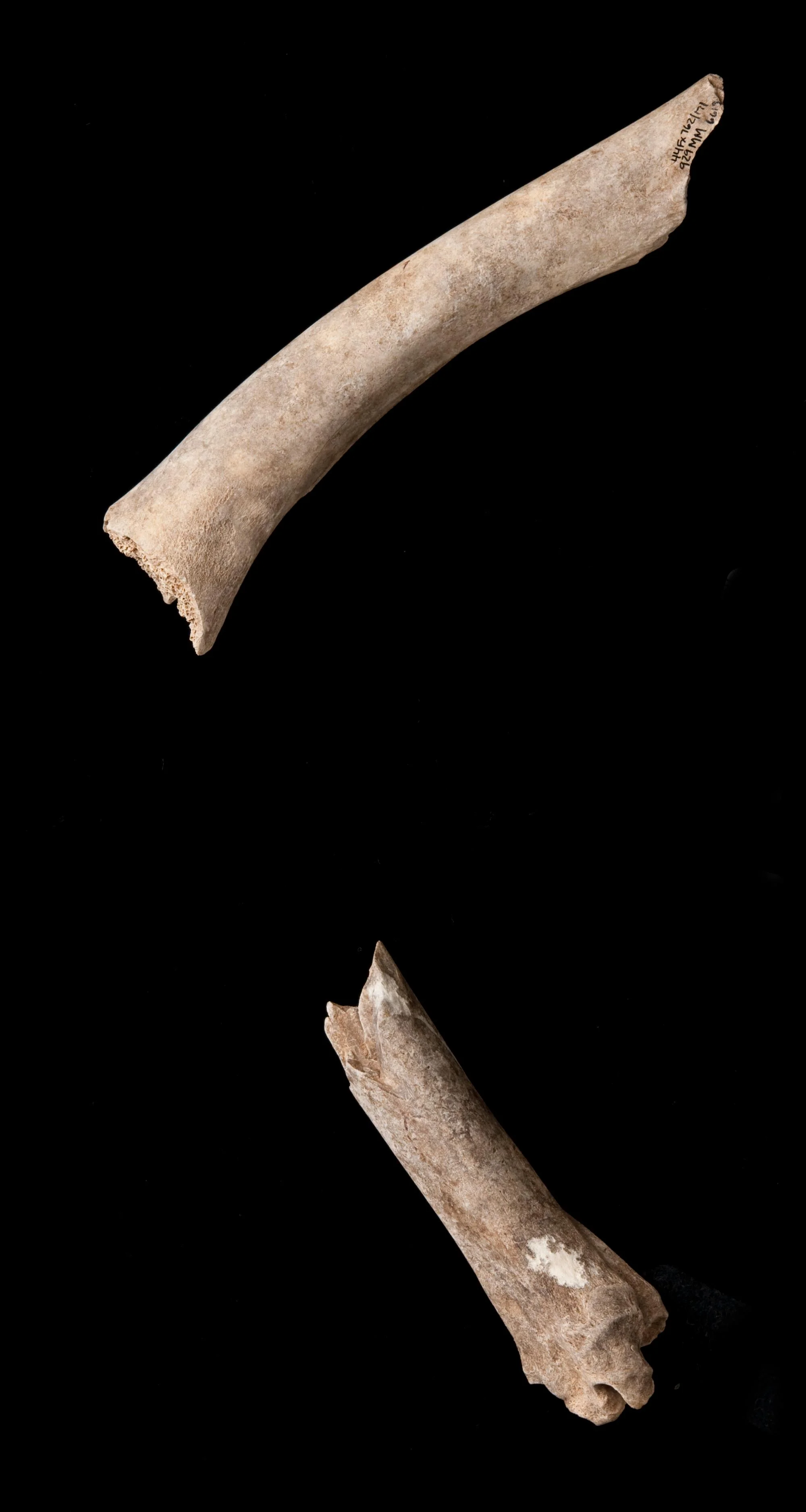 White-tailed Deer (Odocoileus virginianus) hind leg bones