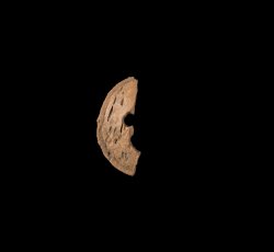 2 piece convex bone button back fragment with 2 visible eyes.