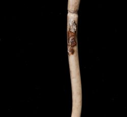 Polished raccoon baculum with incised line. 