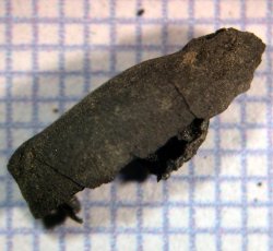 Bottle Gourd seed, 3 fragments