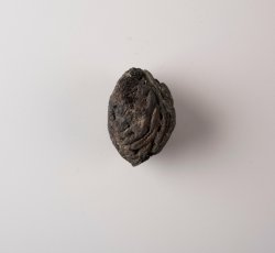 1 complete peach pit. 