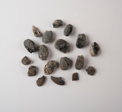 Persimmon seeds, 10 complete, 15 fragments.