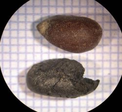 Cotton seed, two fragments. 