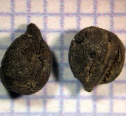 Two complete grape seeds. 