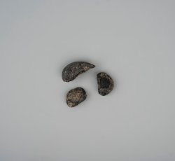 common bean, three fragments. 