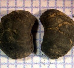Two cowpea fragments. 