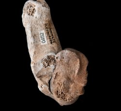 Burnt sheep/goat (Ovisaries/Capra hircus) ankle bones.