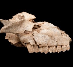 Sheep/goat (Ovisaries/Capra hircus) cranium (head) bones