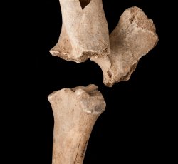 Cow (Bos taurus) shoulder bones.