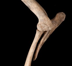 Pig (Sus scrofa) shoulder bones.