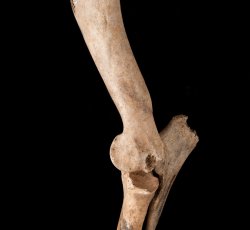 Sheep/Goat (Ovisaries/Capra hircus) shoulder bones.