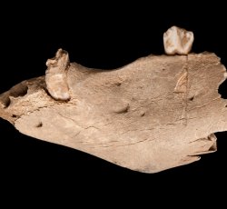 Pig (Sus scrofa) mandible (jaw) bones.