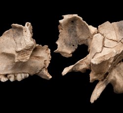 Pig (Sus scrofa) cranium (head) bones.