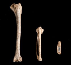 Passenger Pigeon (Ectopistes migratorius) bones, assorted limb elements.