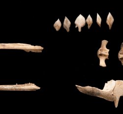 Gar (Lepisoseus spp.) fish bones, assorted elements.