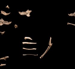 Eastern Grey (Sciurus carolinensis) and Eastern Fox (Sciurus niger) Squirrel bones; assorted elements including an articulated front limb.