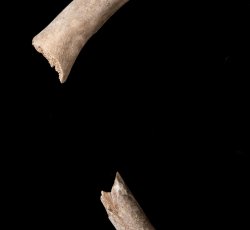 White-tailed Deer (Odocoileus virginianus) hind leg bones.