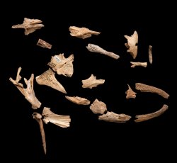 Freshwater Catfish (Family Ictaluridae) cranial (head) bones.